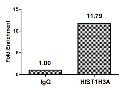 H3T22ac Antibody in ChIP Assay (ChIP)