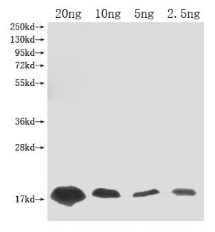 Barstar (Ribonuclease inhibitor) Antibody in Western Blot (WB)