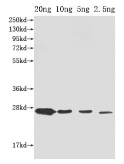 ompX Antibody in Western Blot (WB)