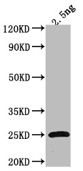 Tet Antibody in Western Blot (WB)