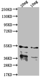 IPAB Antibody in Western Blot (WB)