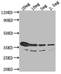 btuB Antibody in Western Blot (WB)