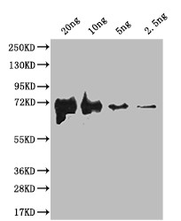 fliC Antibody in Western Blot (WB)