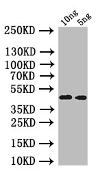 oprI Antibody in Western Blot (WB)