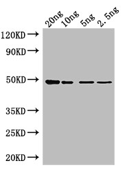 Tet Antibody in Western Blot (WB)