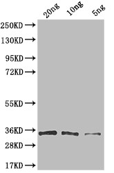 VSV-G Tag Antibody in Western Blot (WB)