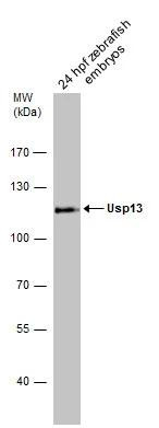 USP13 Antibody in Western Blot (WB)