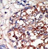 DYRK1B Antibody in Immunohistochemistry (Paraffin) (IHC (P))