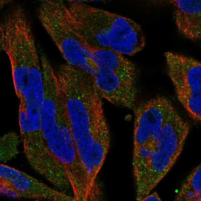 C12orf60 Antibody in Immunocytochemistry (ICC/IF)