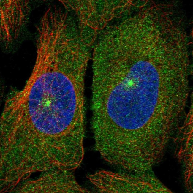 MCF2L2 Antibody in Immunocytochemistry (ICC/IF)