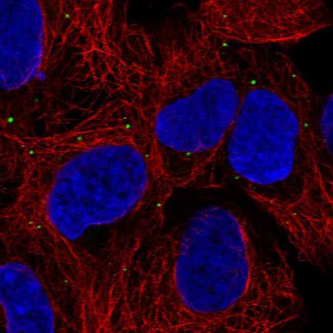 PRDX3 Antibody in Immunocytochemistry (ICC/IF)