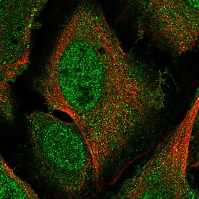 Pirin Antibody in Immunocytochemistry (ICC/IF)