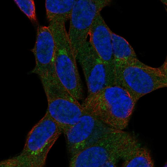 GGN Antibody in Immunocytochemistry (ICC/IF)