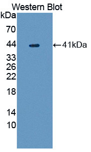 UGGT1 Antibody in Western Blot (WB)
