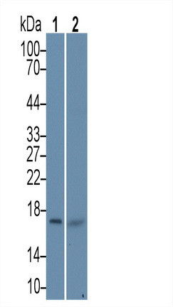 HSPB9 Antibody in Western Blot (WB)