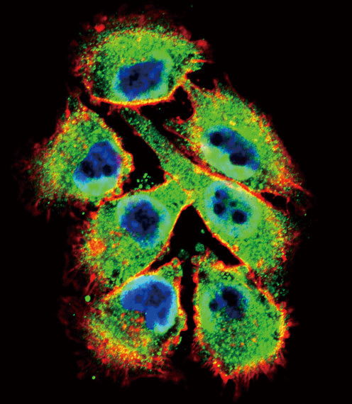 EphB2 Antibody in Immunocytochemistry (ICC/IF)