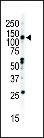 EphB2 Antibody in Western Blot (WB)