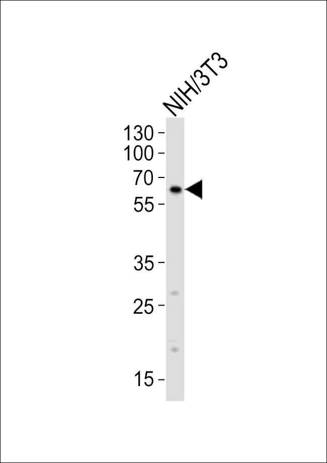 RYK Antibody in Western Blot (WB)