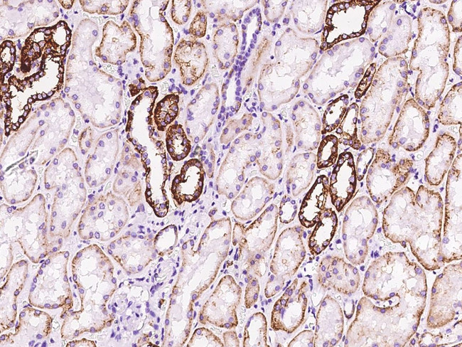 FXYD2 Antibody in Immunohistochemistry (Paraffin) (IHC (P))