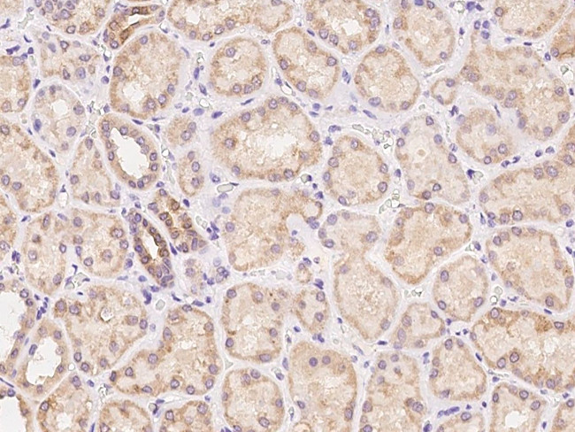 LYPD2 Antibody in Immunohistochemistry (Paraffin) (IHC (P))