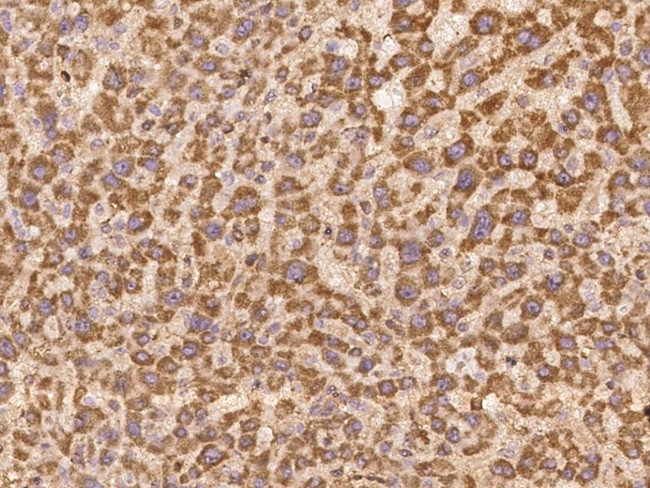 LYPD2 Antibody in Immunohistochemistry (Paraffin) (IHC (P))