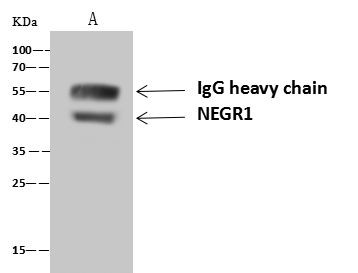 NEGR1 Antibody in Immunoprecipitation (IP)