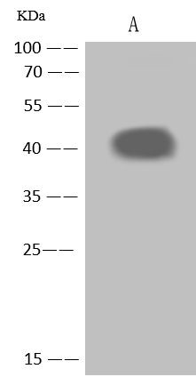 NEGR1 Antibody in Western Blot (WB)