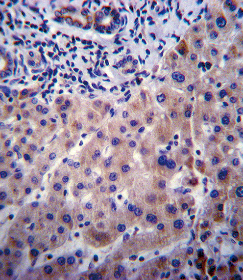 CYP3A4 Antibody in Immunohistochemistry (Paraffin) (IHC (P))