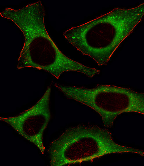 PIK3CD Antibody in Immunocytochemistry (ICC/IF)