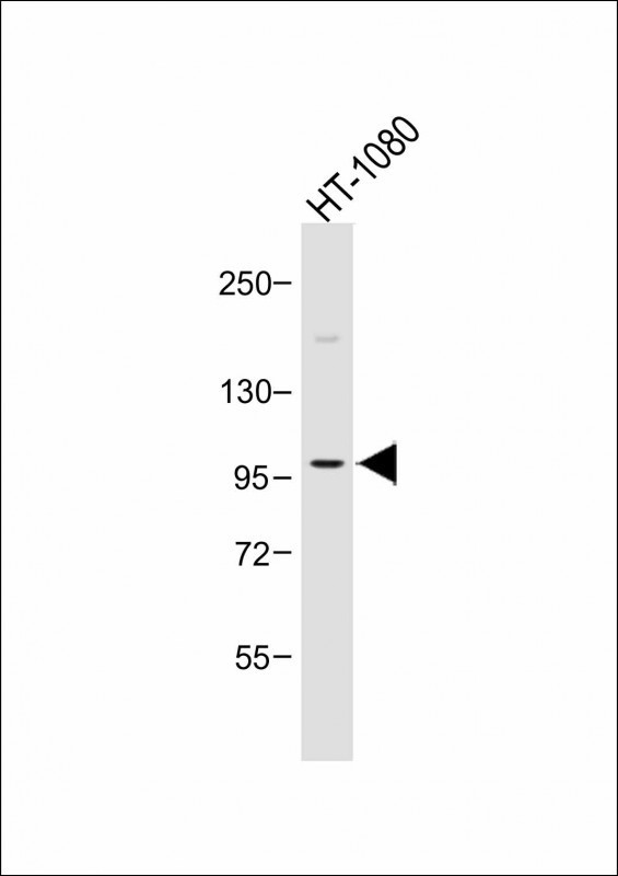 PIK3CD Antibody in Western Blot (WB)