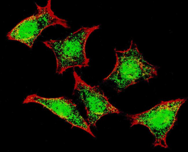 NPR3 Antibody in Immunocytochemistry (ICC/IF)