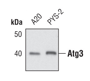 ATG3 Antibody in Western Blot (WB)