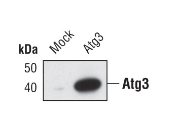 ATG3 Antibody in Western Blot (WB)