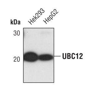 UBE2M Antibody in Western Blot (WB)