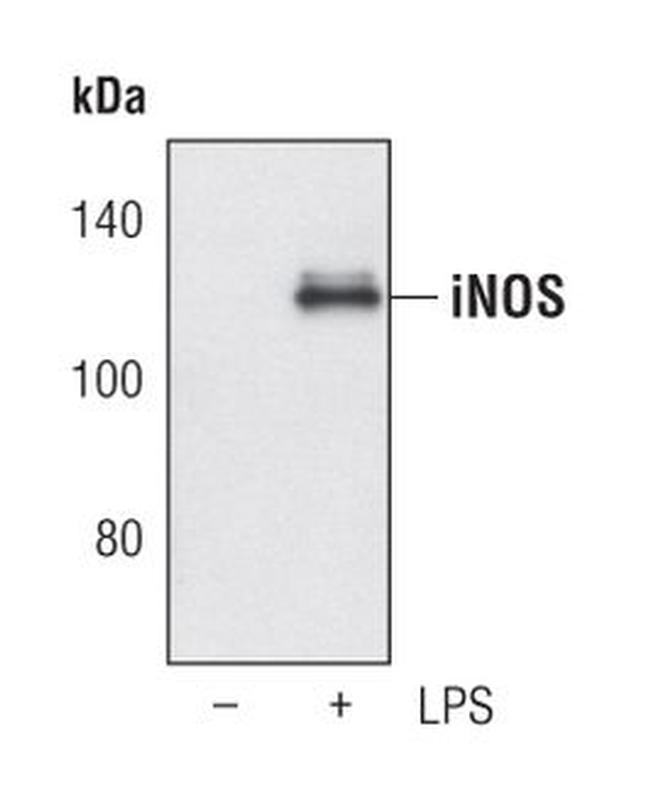 iNOS Antibody in Western Blot (WB)