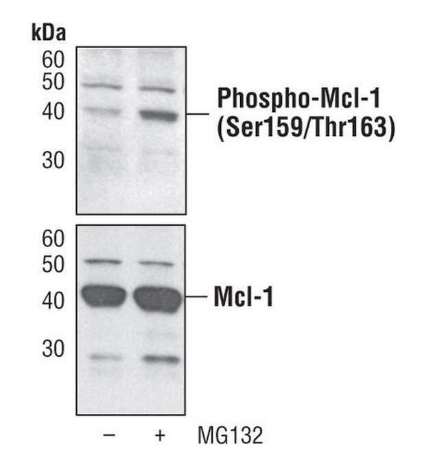 Phospho-MCL1 (Ser159, Thr163) Antibody