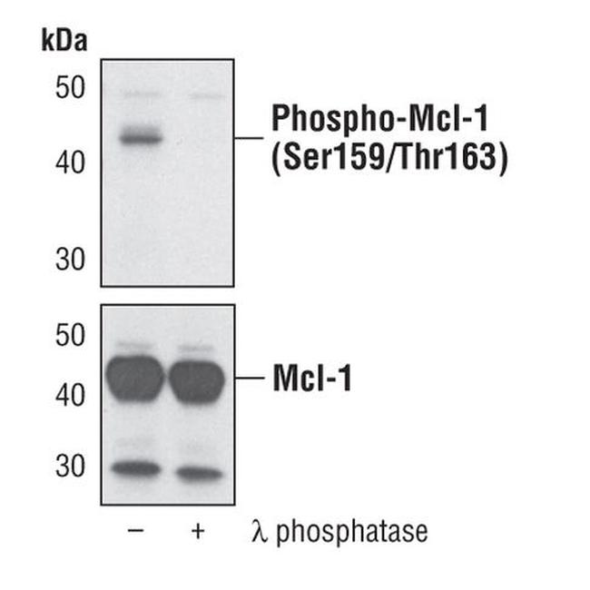 Phospho-MCL1 (Ser159, Thr163) Antibody in Western Blot (WB)