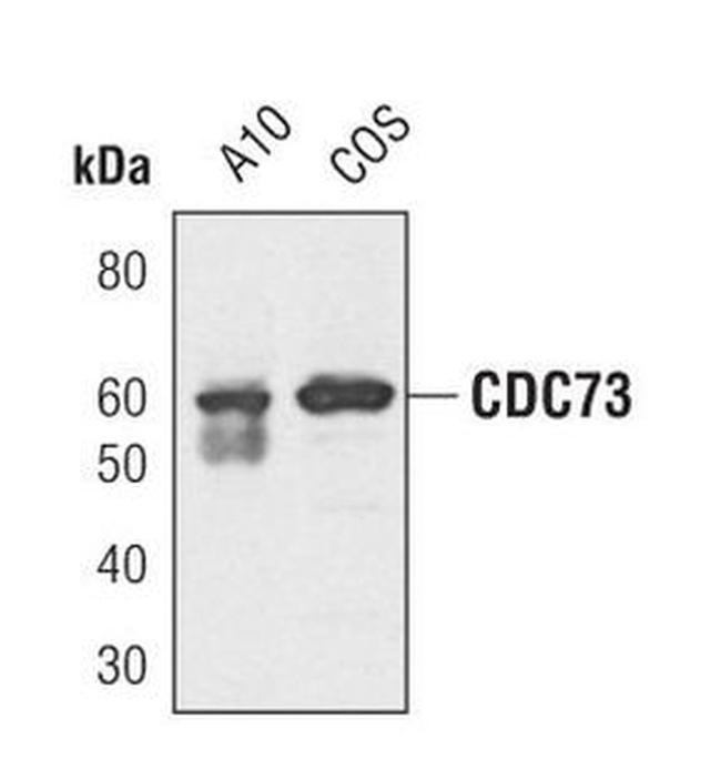 Cdc73 Antibody in Western Blot (WB)