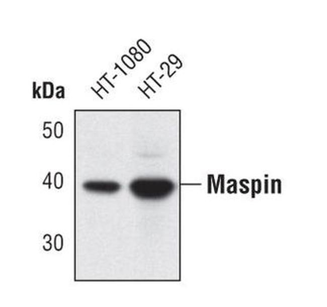 Maspin Antibody in Western Blot (WB)