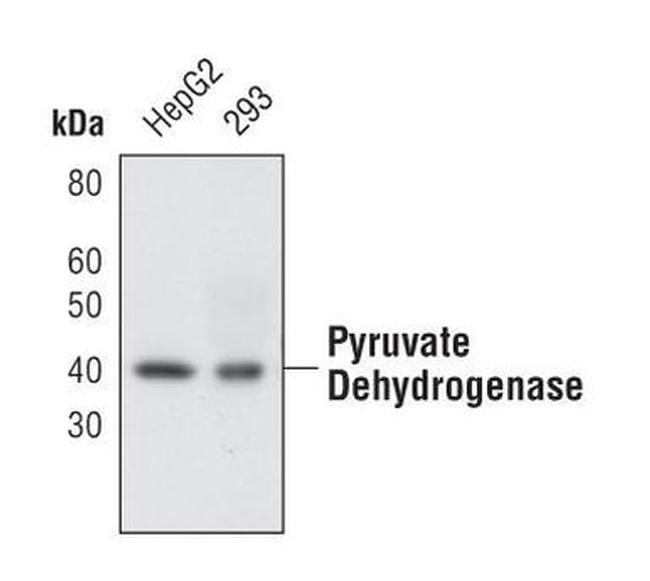 PDHA1/PDHA2 Antibody in Western Blot (WB)