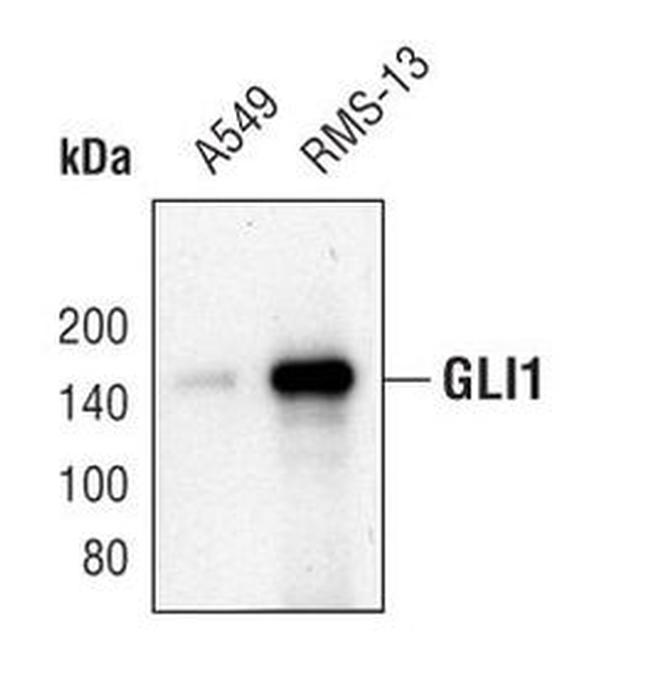 GLI1 Antibody in Western Blot (WB)