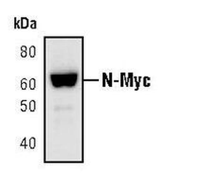 n-Myc Antibody in Western Blot (WB)