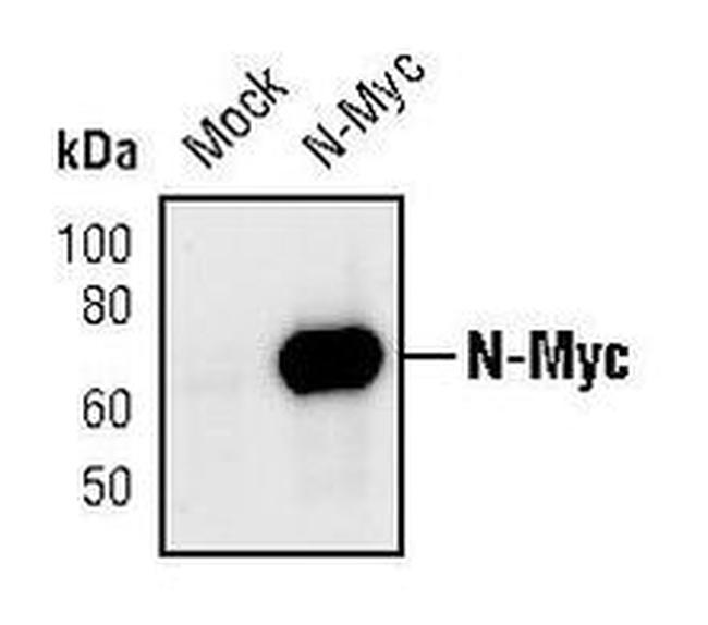 n-Myc Antibody in Western Blot (WB)