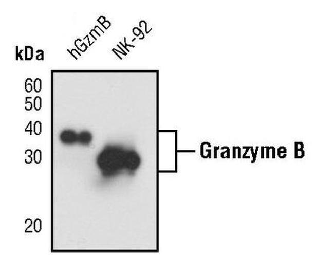 Granzyme B Polyclonal Antibody (PA5-17457)