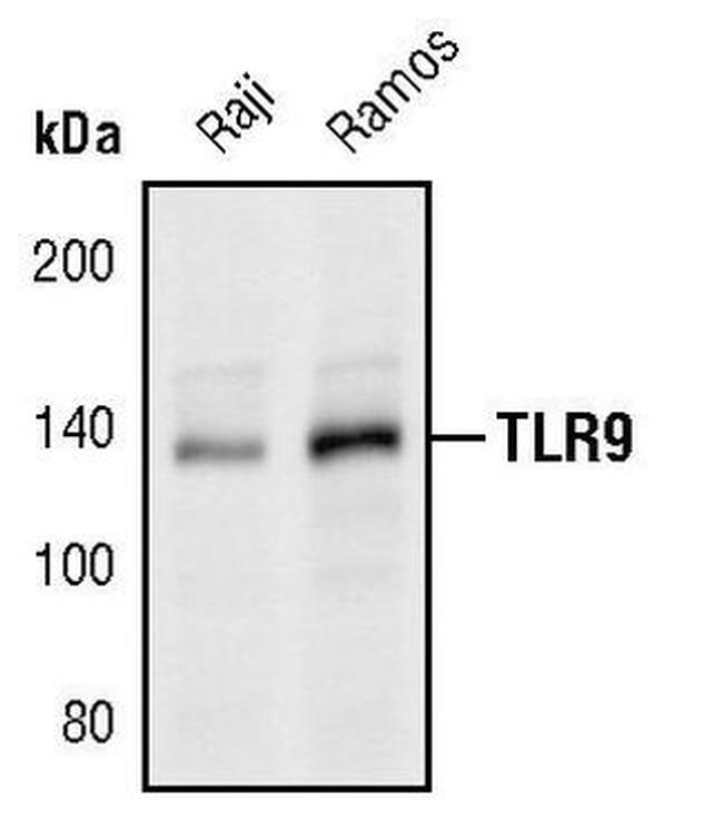 TLR9 Antibody in Western Blot (WB)