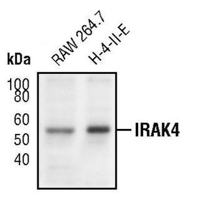 IRAK4 Antibody in Western Blot (WB)