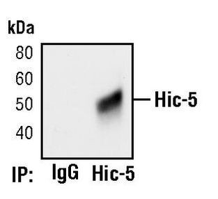 HIC5 Antibody in Immunoprecipitation (IP)