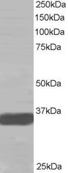 MORF4L2 Antibody in Western Blot (WB)