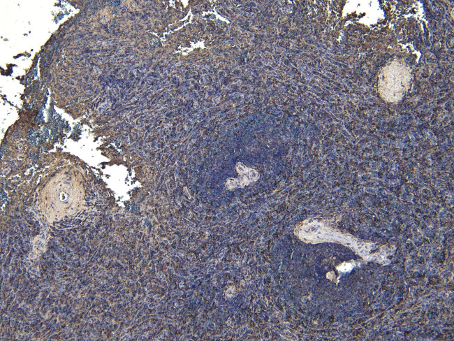 IBA1 Antibody in Immunohistochemistry (Paraffin) (IHC (P))