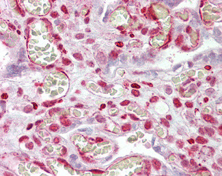 MAML1 Antibody in Immunohistochemistry (Paraffin) (IHC (P))